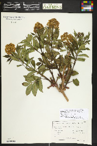Sambucus racemosa subsp. racemosa image
