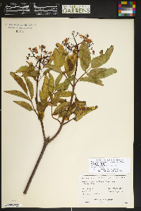 Sambucus racemosa subsp. racemosa image