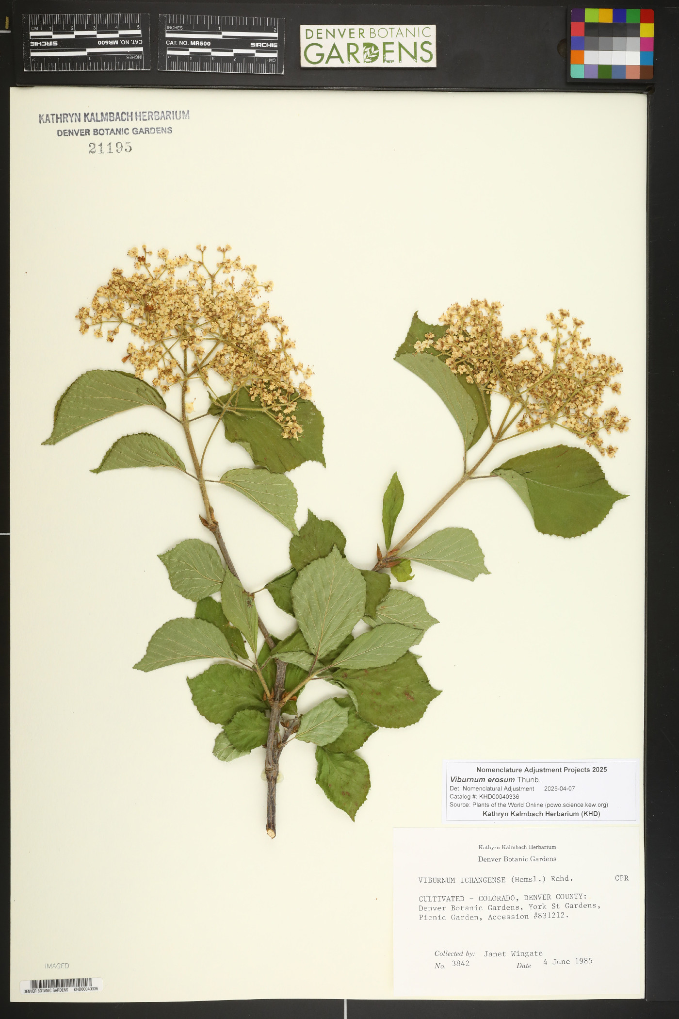 Viburnum erosum image
