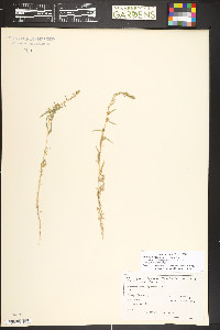Bassia hyssopifolia image
