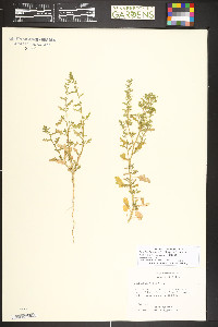 Dysphania botrys image