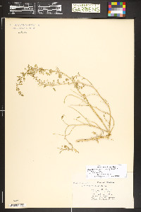 Dysphania botrys image