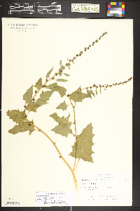 Blitum capitatum image