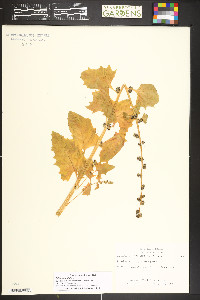 Blitum capitatum image