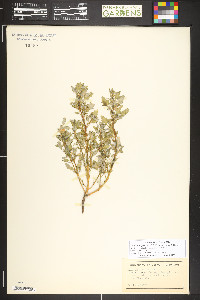Oxybasis glauca image