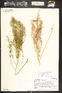Dysphania graveolens image