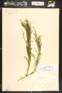 Dysphania multifida image