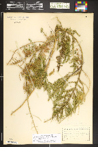 Dysphania multifida image