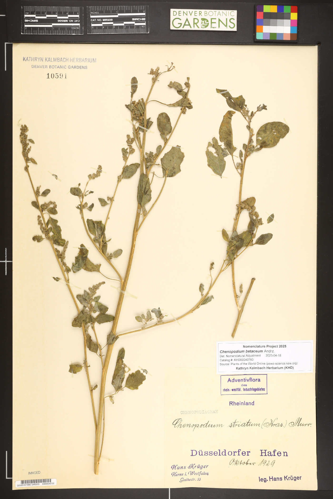 Chenopodium betaceum image