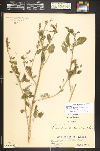 Chenopodium betaceum image