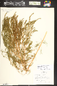 Bassia scoparia image