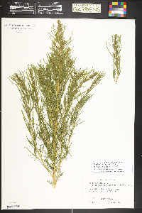 Bassia scoparia image