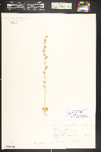 Bassia scoparia image