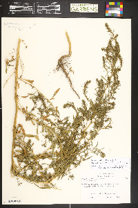 Bassia scoparia image