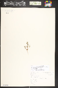Micromonolepis pusilla image