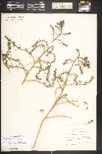 Suaeda nigra image