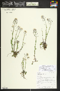 Noccaea fendleri image