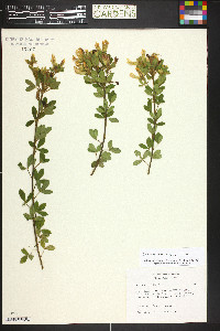 Chamaecytisus supinus image