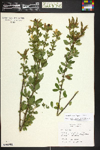 Chamaecytisus supinus image