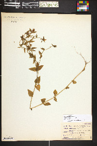 Sabatia campestris image