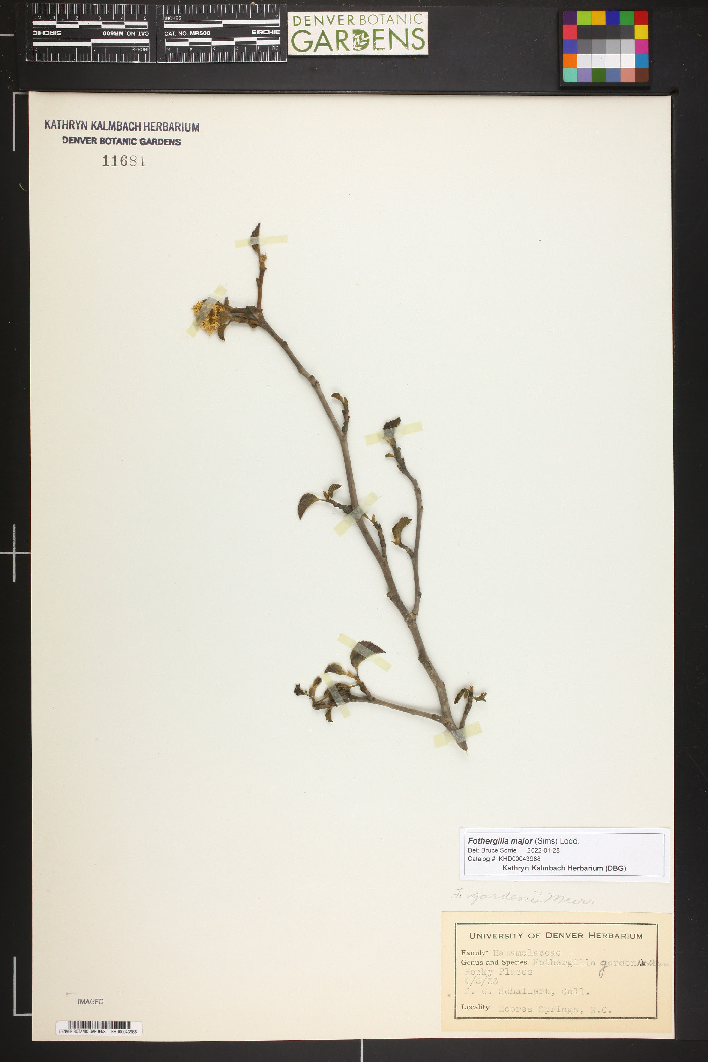 Fothergilla major image