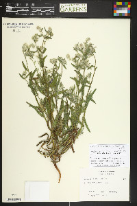 Cryptantha barbigera image