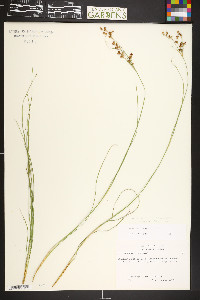 Juncus compressus image