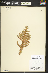 Araucaria columnaris image
