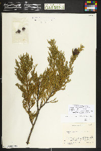 Xanthocyparis nootkatensis image