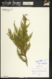 Xanthocyparis nootkatensis image