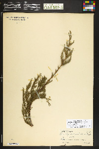 Xanthocyparis nootkatensis image