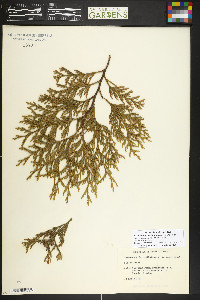 Xanthocyparis nootkatensis image