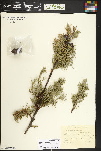 Cupressus arizonica image