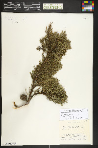 Cupressus macrocarpa image