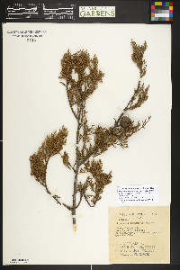 Cupressus sargentii image