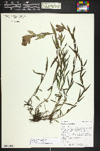 Castilleja sulphurea image