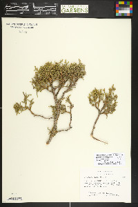 Juniperus osteosperma image