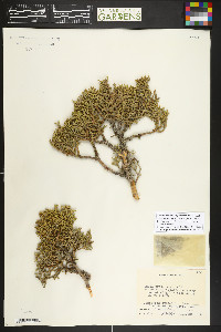 Juniperus osteosperma image