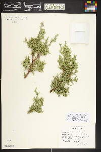 Juniperus osteosperma image