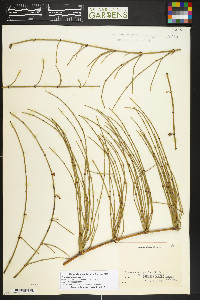 Ephedra distachya image