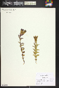 Gentiana parryi image