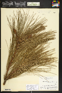 Pinus wallichiana image