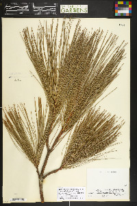 Pinus wallichiana image