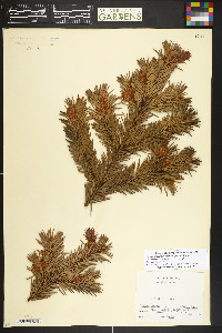 Pseudotsuga menziesii image