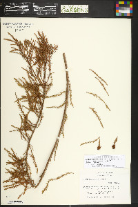 Taxodium distichum var. imbricarium image