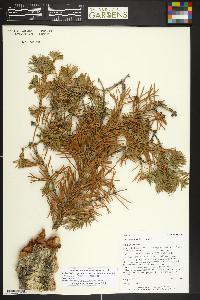 Abies lasiocarpa image