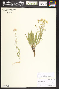 Symphyotrichum eatonii image