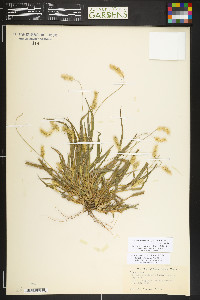 Setaria pumila image