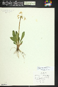 Primula pauciflora image