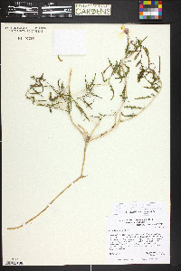 Oenothera pallida subsp. trichocalyx image